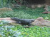L COMME LA FERME AUX CROCODILE