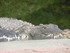 L COMME LA FERME AUX CROCODILE