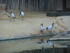 L COMME LA FERME AUX CROCODILE