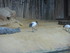 L COMME LA FERME AUX CROCODILE