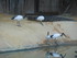 L COMME LA FERME AUX CROCODILE