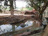 L COMME LA FERME AUX CROCODILE