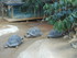 L COMME LA FERME AUX CROCODILE