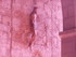 A COMME AIGUES MORTES (9) - GA