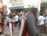 LES MEDIEVALES D'AIGUES MORTES