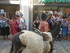 LES MEDIEVALES D'AIGUES MORTES