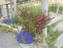 S COMME SAINT VERAN - HAUTES A