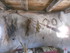 F COMME FORT QUEYRAS (7) - HAU