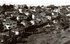 L'ALGERIE DE MON ENFANCE, 1949