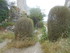 CHATEAU DE PEYREPERTUSE (2) - 