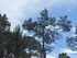 FORET DOMANIALE DES CORBIERES 