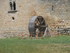 CHATEAU D'ARQUES - AUDE - FRAN