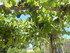 S COMME SAINT JEAN DU GARD - G