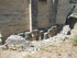 V COMME VAISON LA ROMAINE (3) 