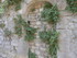 V COMME VAISON LA ROMAINE (4) 
