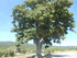 R COMME ROUFFIAC DES CORBIÈRE