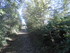 LA FORET DE NEBIAS...