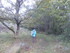 LA FORET DE NEBIAS...