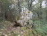 LA FORET DE NEBIAS...