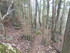 LA FORET DE NEBIAS...