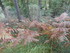 LA FORET DE NEBIAS...