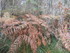 LA FORET DE NEBIAS...