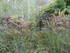 LA FORET DE NEBIAS...