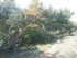 LA FORET DE NEBIAS...