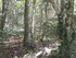 LA FORET DE NEBIAS...