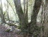 LA FORET DE NEBIAS...