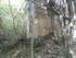 LA FORET DE NEBIAS...