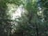 LA FORET DE NEBIAS...
