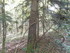 LA FORET DE NEBIAS...