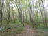 LA FORET DE NEBIAS...