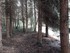 LA FORET DE NEBIAS...