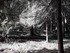 LA FORET DE NEBIAS...