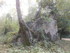 LA FORET DE NEBIAS...