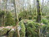LA FORET DE NEBIAS...