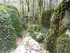 LA FORET DE NEBIAS...