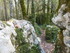 LA FORET DE NEBIAS...