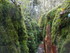 LA FORET DE NEBIAS...