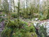LA FORET DE NEBIAS...