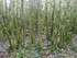 LA FORET DE NEBIAS...
