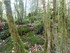 LA FORET DE NEBIAS...