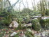 LA FORET DE NEBIAS...