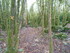 LA FORET DE NEBIAS...