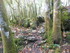 LA FORET DE NEBIAS...