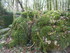 LA FORET DE NEBIAS...