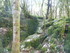 LA FORET DE NEBIAS...
