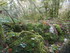 LA FORET DE NEBIAS...